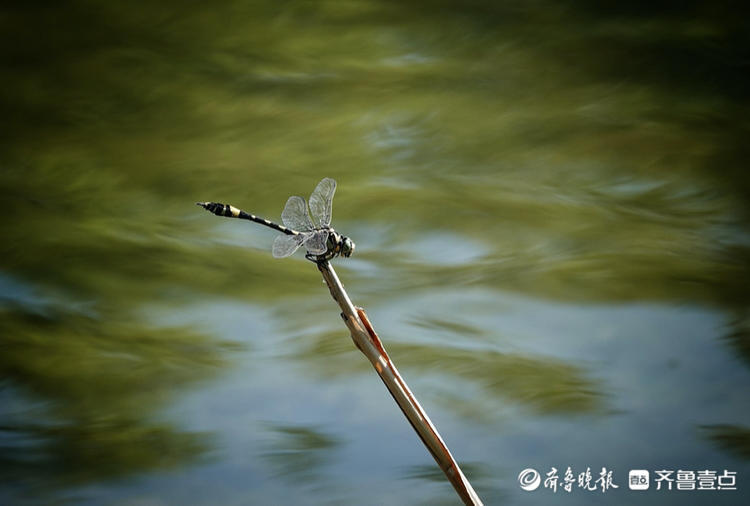 湖面上小蜻蜓由飞行到降落