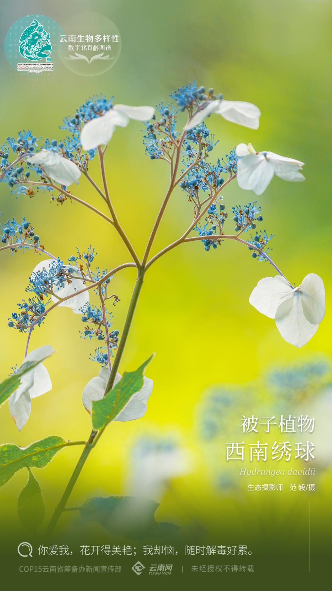 云南生物多样性数字化百科图谱被子植物西南绣球你喜欢的美只是我的