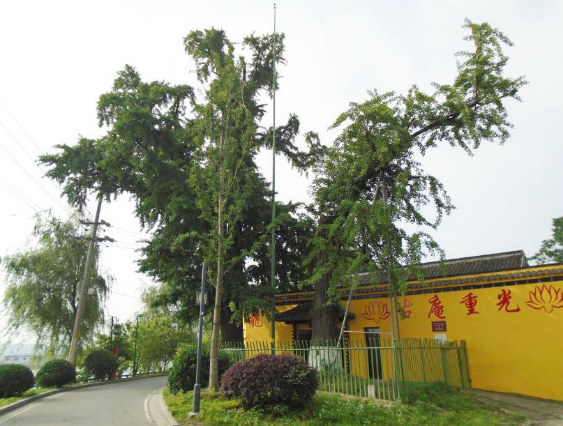 这两棵400年古树的传说您知道吗?|扬州市|运河三湾|扬州之春_新浪新闻