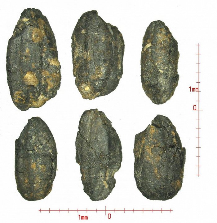 碳化水稻图片来源：成都文物考古研究院
