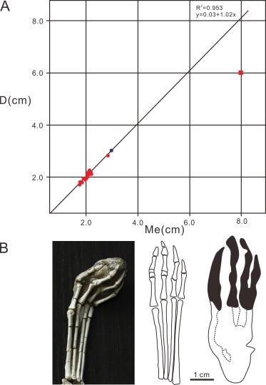 乌尔禾翼龙足迹(新种)与复齿湖翼龙后足骨骼对比图. 汪筱林团队 供图
