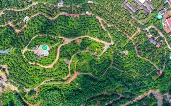 广州荔枝北上长三角 增城荔枝品牌发布会在上海举行