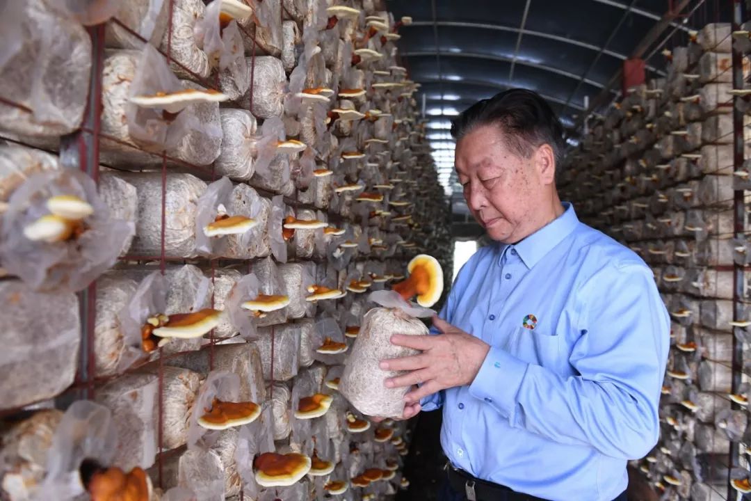 "菌草之父"林占熺答澎湃:希望能帮助贫困户脱贫,走出新路_新浪财经_新