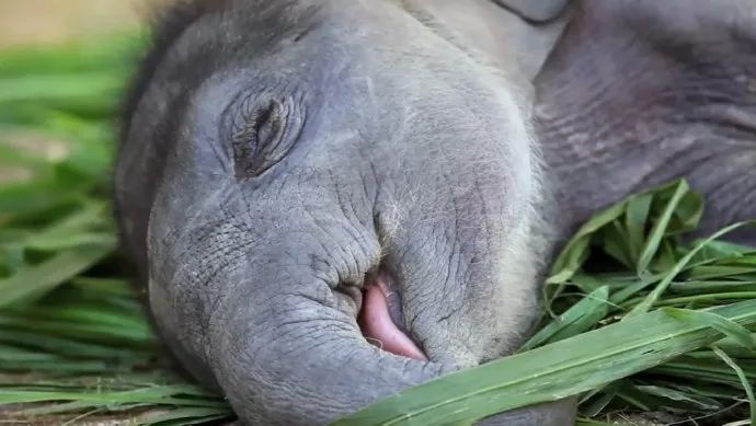 小象宝宝居然也能这么可爱,睡着后看起来好柔软!