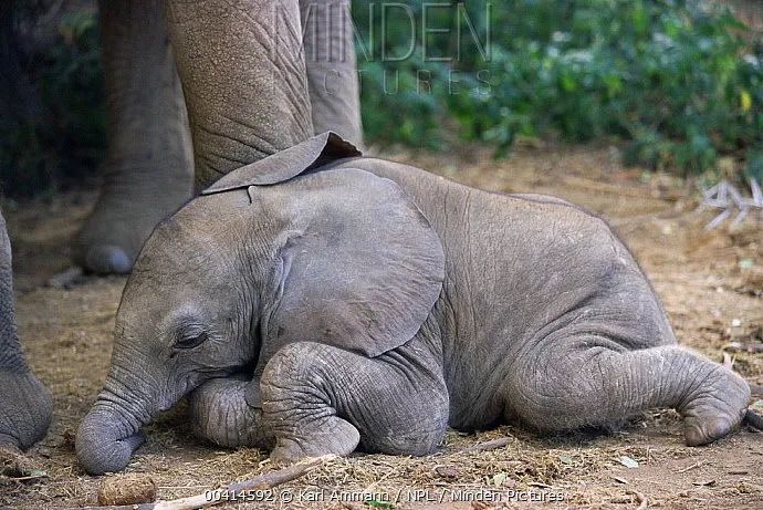 新浪看点小象宝宝居然也能这么可爱，睡着后看起来好柔软！