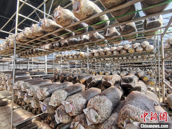 资料图:食用菌种植(图文无关) 高瑞峰 摄