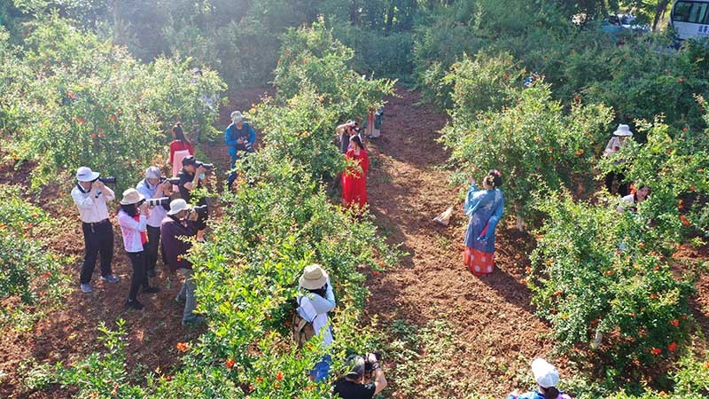 湖北丹江口:万亩石榴花开引客来|花果山|湖北省_新浪新闻