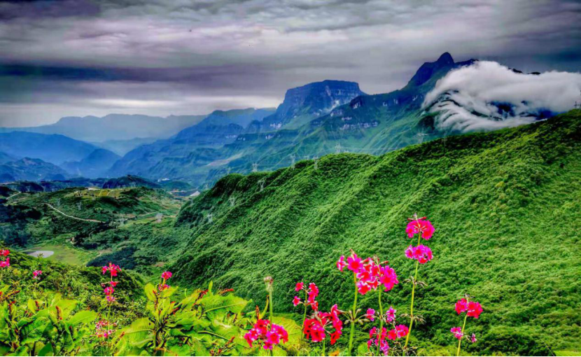 乐山金口河以花为媒以节会友转转花开别样红