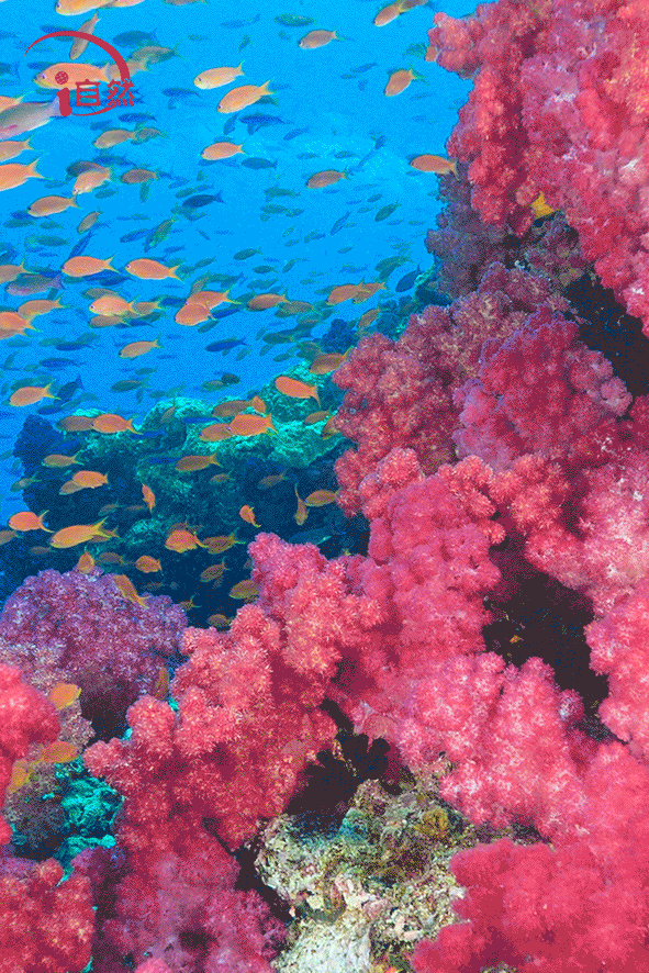 守护好海洋热带雨林