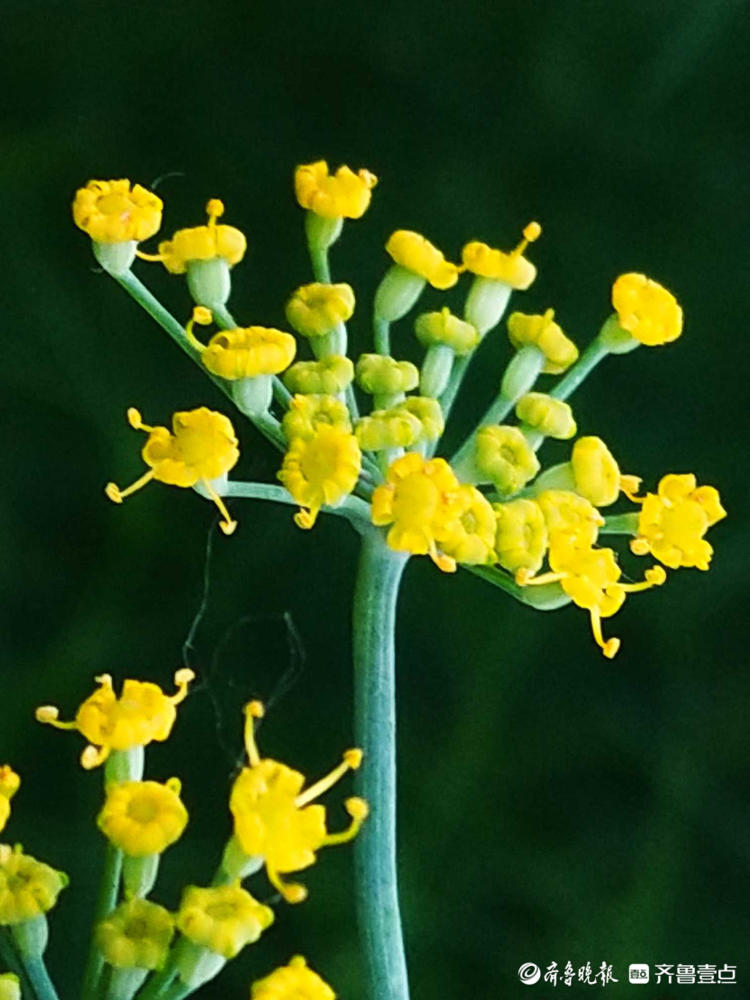 临沂郯城烂漫盛开的茴香花,你认识吗?|临沂市_新浪新闻