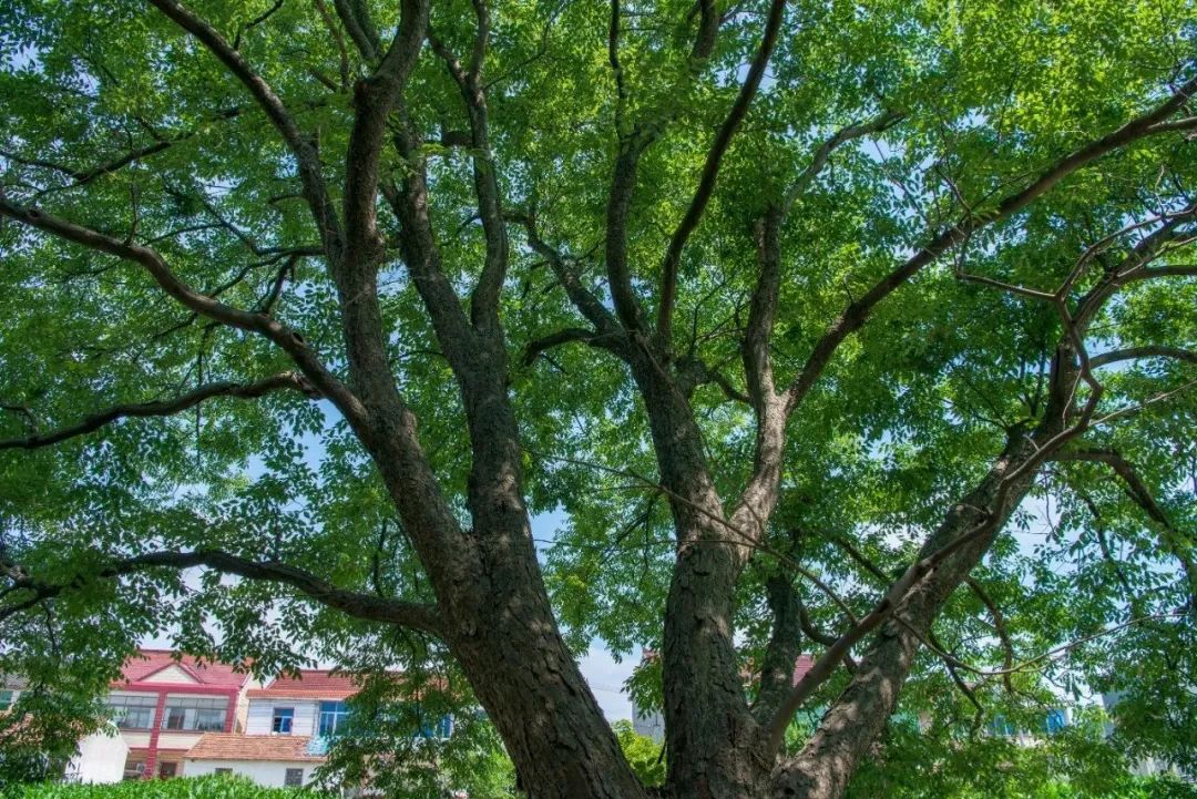 提示你知道上海有哪些高寿的榉树吗