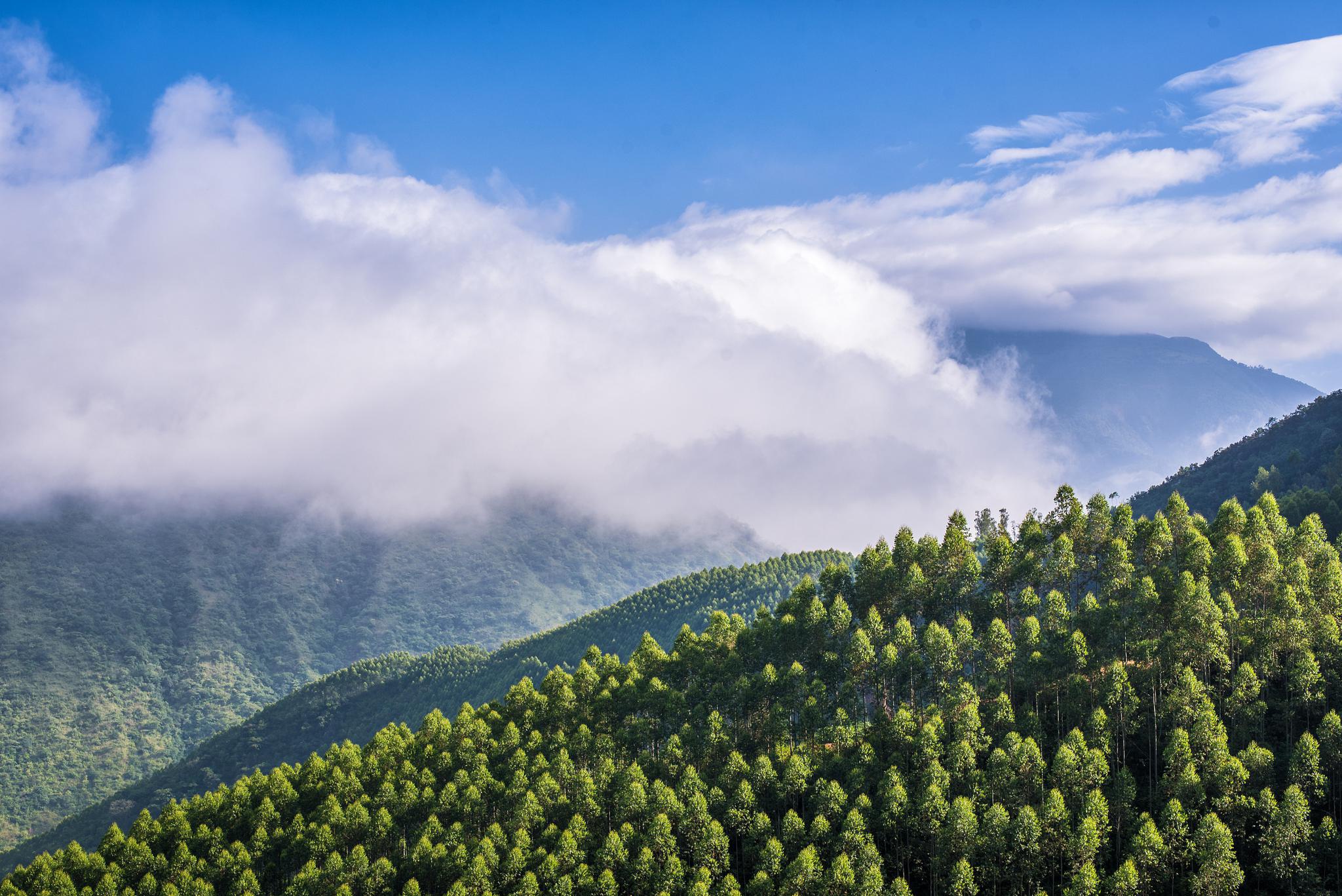 2021年以来贵州省特色林业产业基地建设已完成153.23万亩!