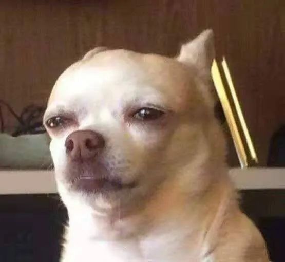 强颜欢笑吉娃娃怎么会有表情这么好笑的狗勾