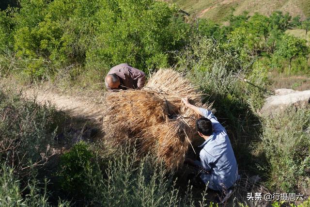 農村大爺1個獨輪車用了30年運載麥子效率提高1倍啥樣子