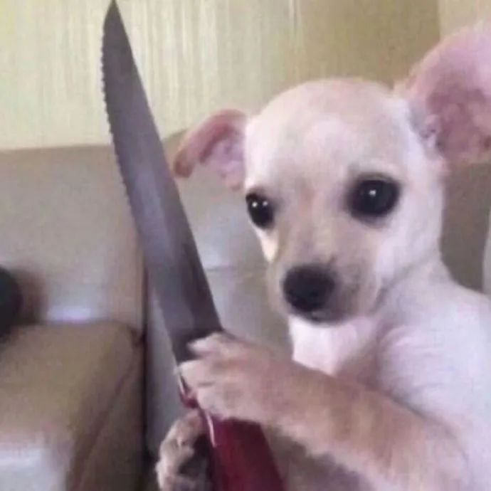 强颜欢笑吉娃娃怎么会有表情这么好笑的狗勾