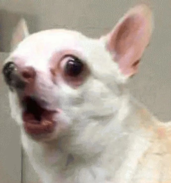 强颜欢笑吉娃娃怎么会有表情这么好笑的狗勾