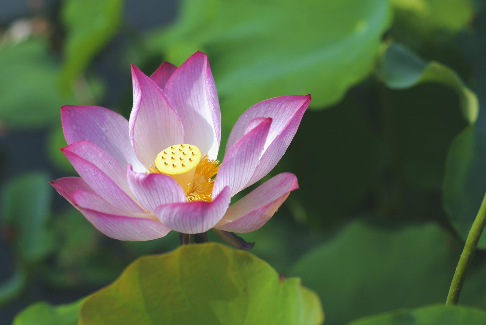 魔都荷花多好看到荷花基地古典园林郊野公园去看看