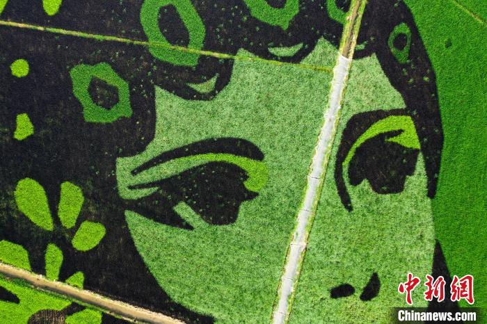 图为彩色水稻栽种成的莲花图案.