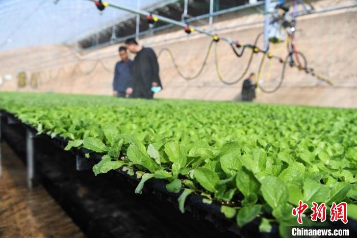 甘肃甘州戈壁"菜篮子"频拓海外市场 冀打造农业产业集群|甘肃省|农产品 - Vimarsana News