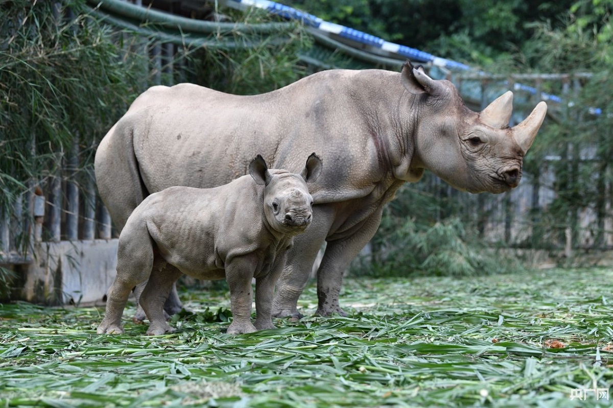 广东一萌憨黑犀牛宝宝迎来百日礼
