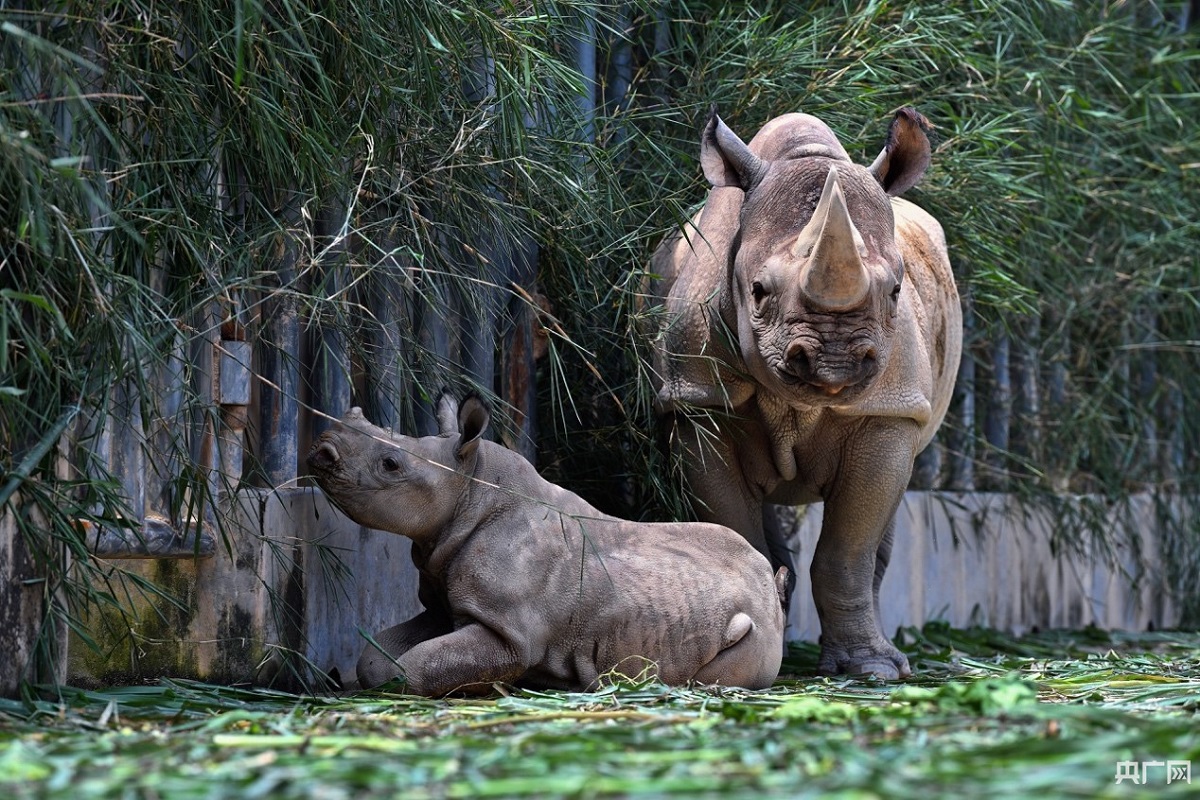 广东一萌憨黑犀牛宝宝迎来百日礼