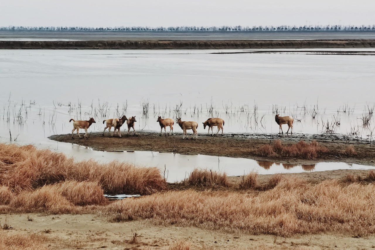 野鹿荡，麋鹿群在水边嬉戏