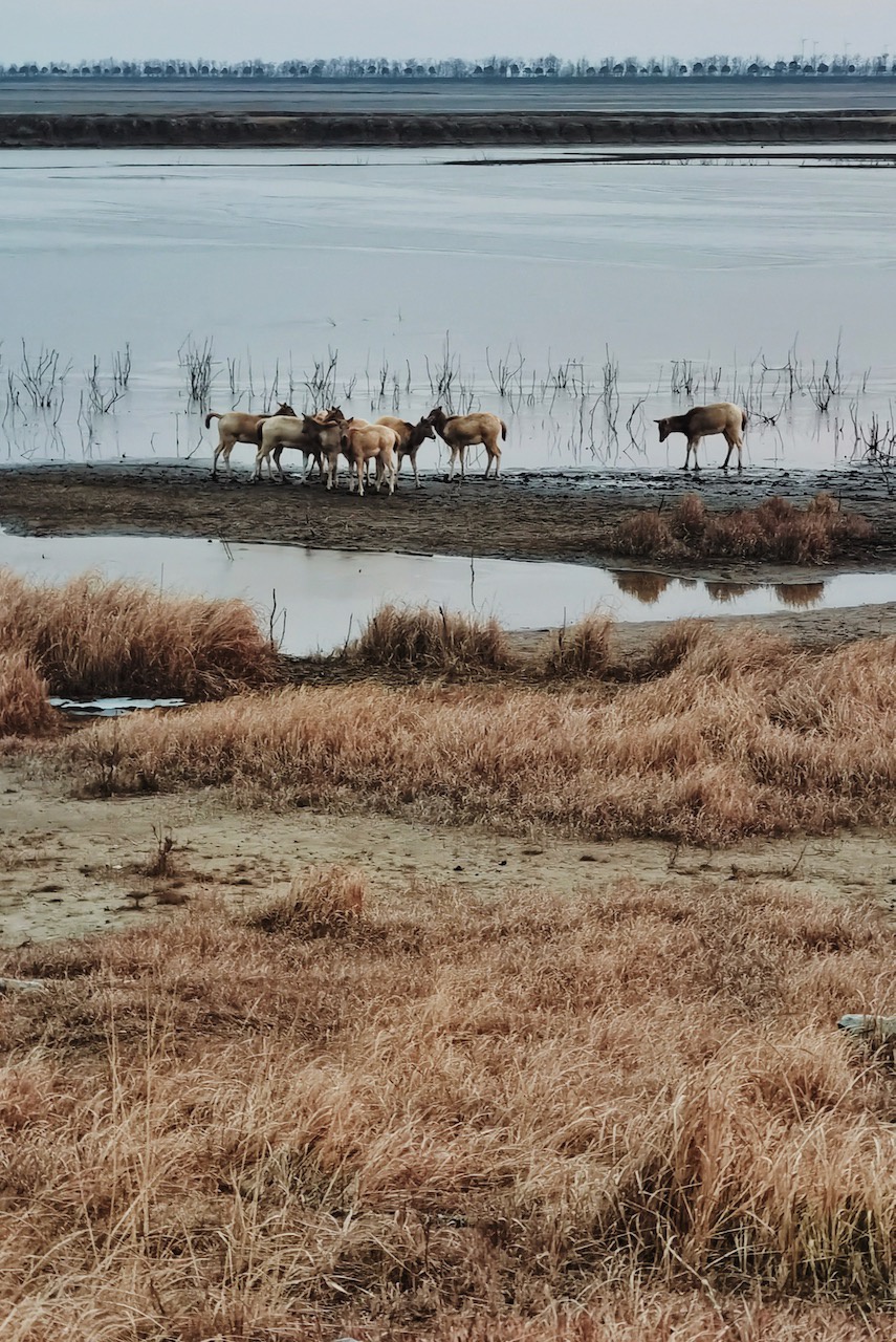 野鹿荡，麋鹿群在水边嬉戏