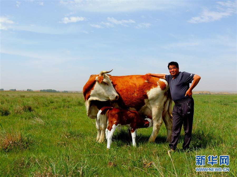 　　廷·巴特尔和他养殖的牛。 新华社发（受访者供图）
