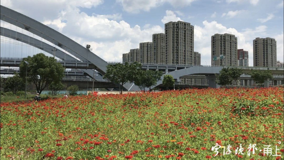 宁波市中心又多一处绝美花海!
