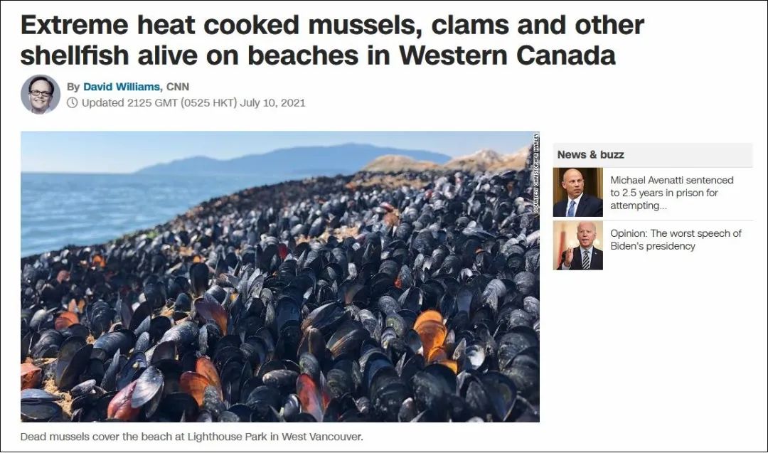 加拿大遭遇“毁灭性”热浪，海滩上的贻贝自己熟了…