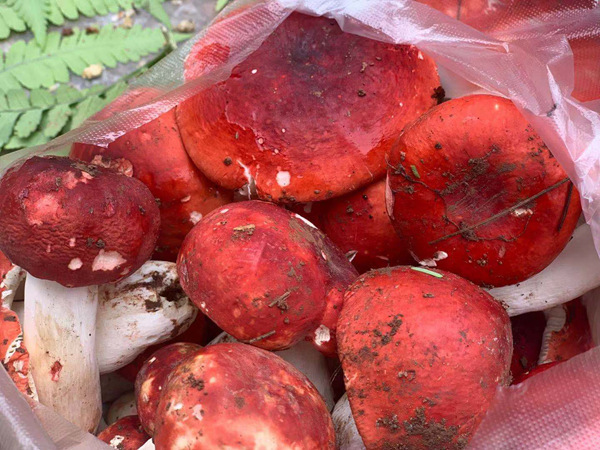 "香菇之王"大红菌走俏云南镇沅