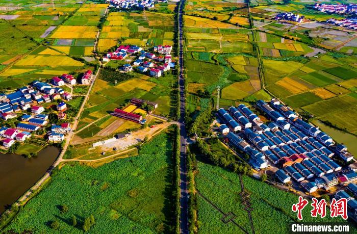 航拍江西省渝水区罗坊镇湖头村上千亩连片荷塘观赏带. 赵春亮 摄