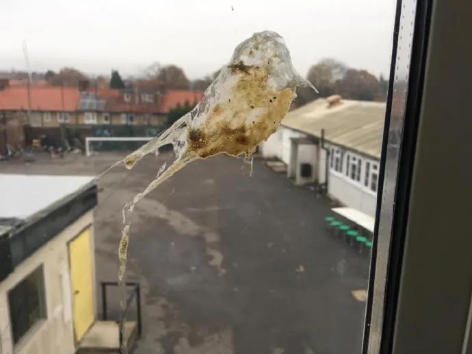 所谓屎似主人样这鸟拉个屎都比我画的好