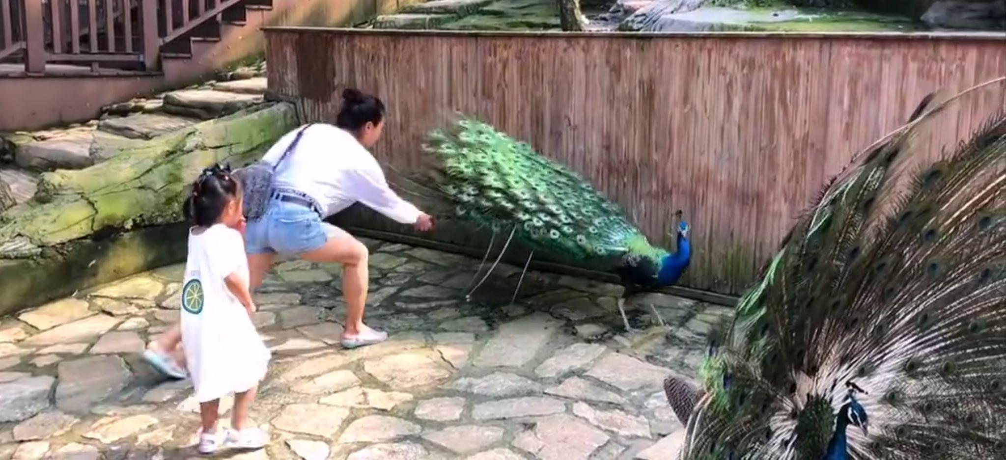 河北燕塞湖景区游客为哄孩子徒手拔孔雀羽毛 景区:保留追责权利