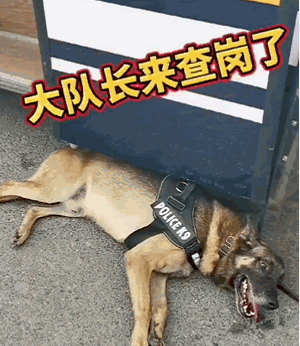 300_346gif 动态图 动图