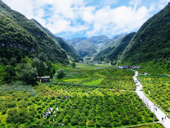 生态文明建设上出新绩】小刺梨撬动大产业 贵州六盘水水城区实现生态