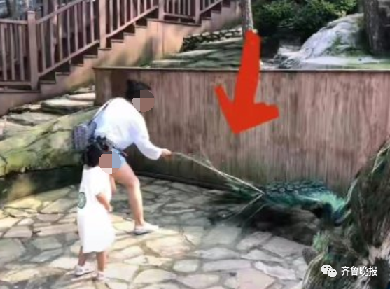 气愤！为哄孩子，女子拔下孔雀羽毛！景区回应休闲区蓝鸢梦想 - Www.slyday.coM
