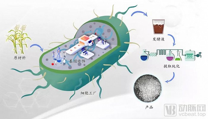 合成生物学的"高效细胞微工厂"示意图
