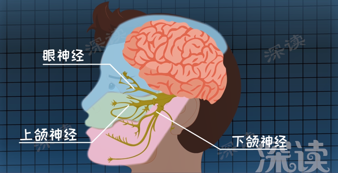 这些反射层面的小事儿,都是三叉神经的活儿,基本不用麻烦大脑.