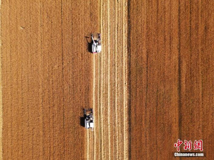 资料图为吉林省镇赉县小冰麦秋收场景。 中新社发 潘晟昱 摄