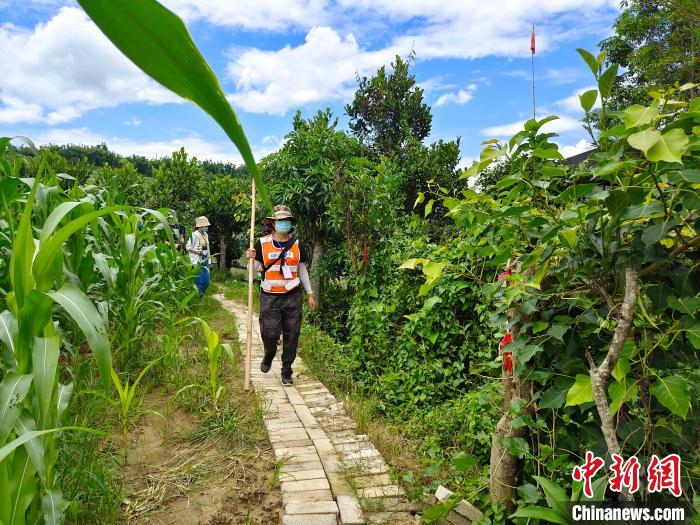 图为7月11日,云南省瑞丽市芒令村守边人员行走在巡边道上. 韩帅南 摄