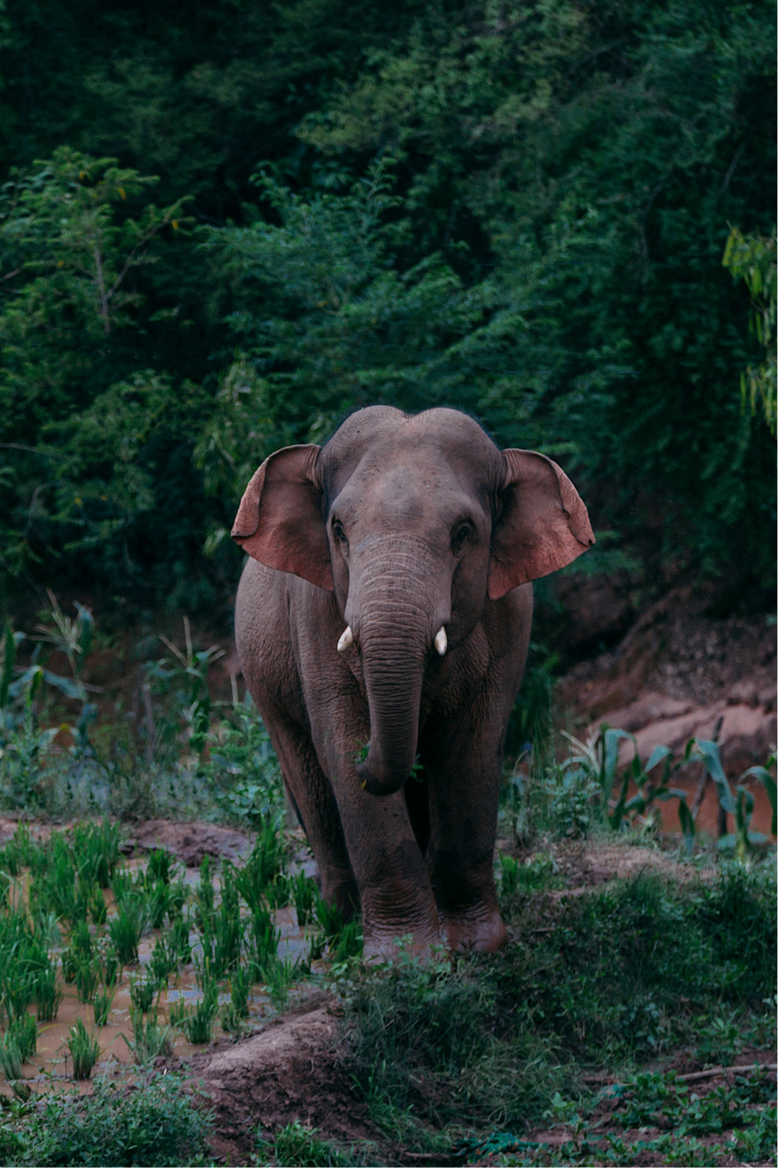 摄影记者追象手记 | 默默相随……第12天,终见"断鼻家族"|云南省_新浪