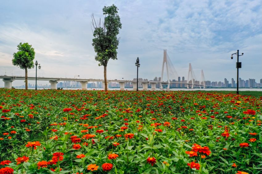 武汉汉口江滩三期上新十万平方米花海