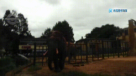 气愤！为哄孩子，女子拔下孔雀羽毛！景区回应休闲区蓝鸢梦想 - Www.slyday.coM