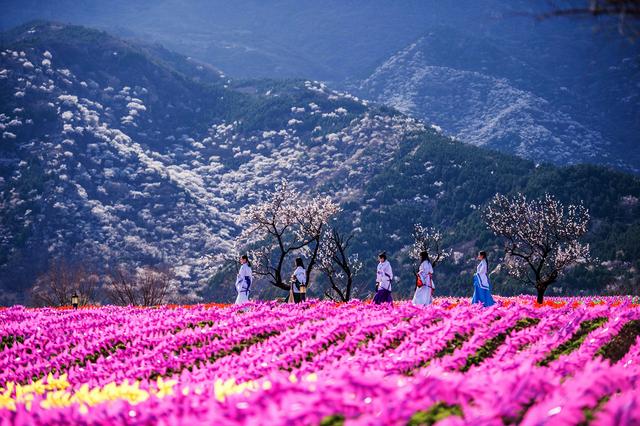 大西山的杏花风车节 阎彤/北晚新视觉供图