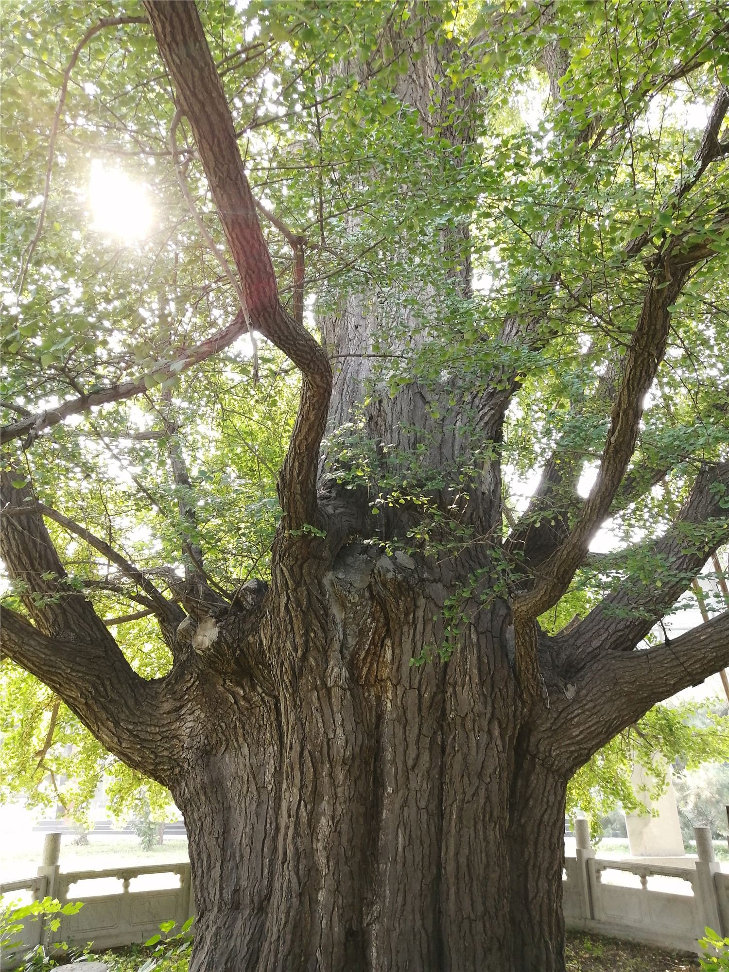 北京的大西山,藏着这些存世千年的"树妖"|北京古树名木志|北京市_新浪