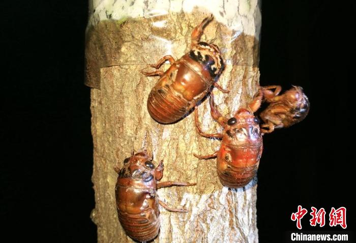 江苏沛县拓宽林下经济种金蝉大沙河畔沙土窝蝶变金沙滩