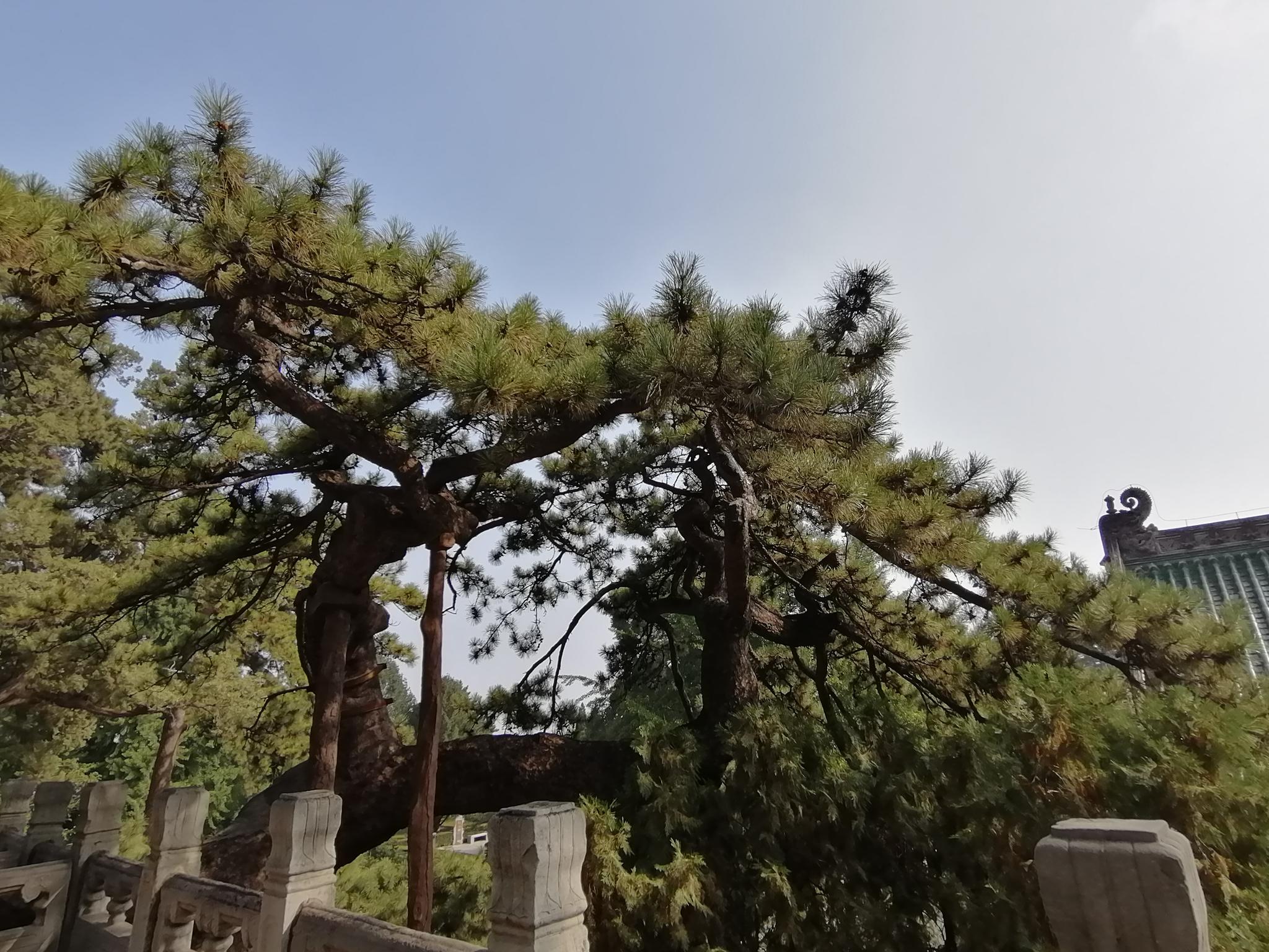 北京的大西山,藏着这些存世千年的"树妖"