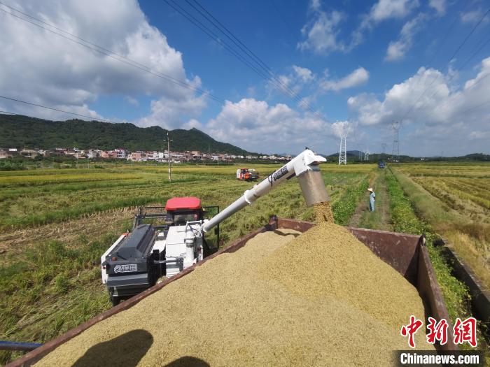 大湾区生态核心区广州从化夏粮迎丰收。 邝健华 摄