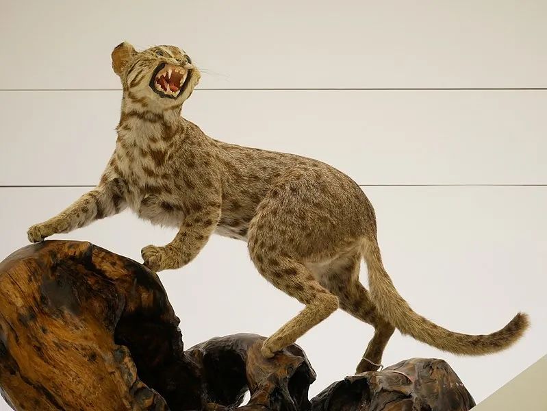 "石虎"这种动物大家听说过吗?